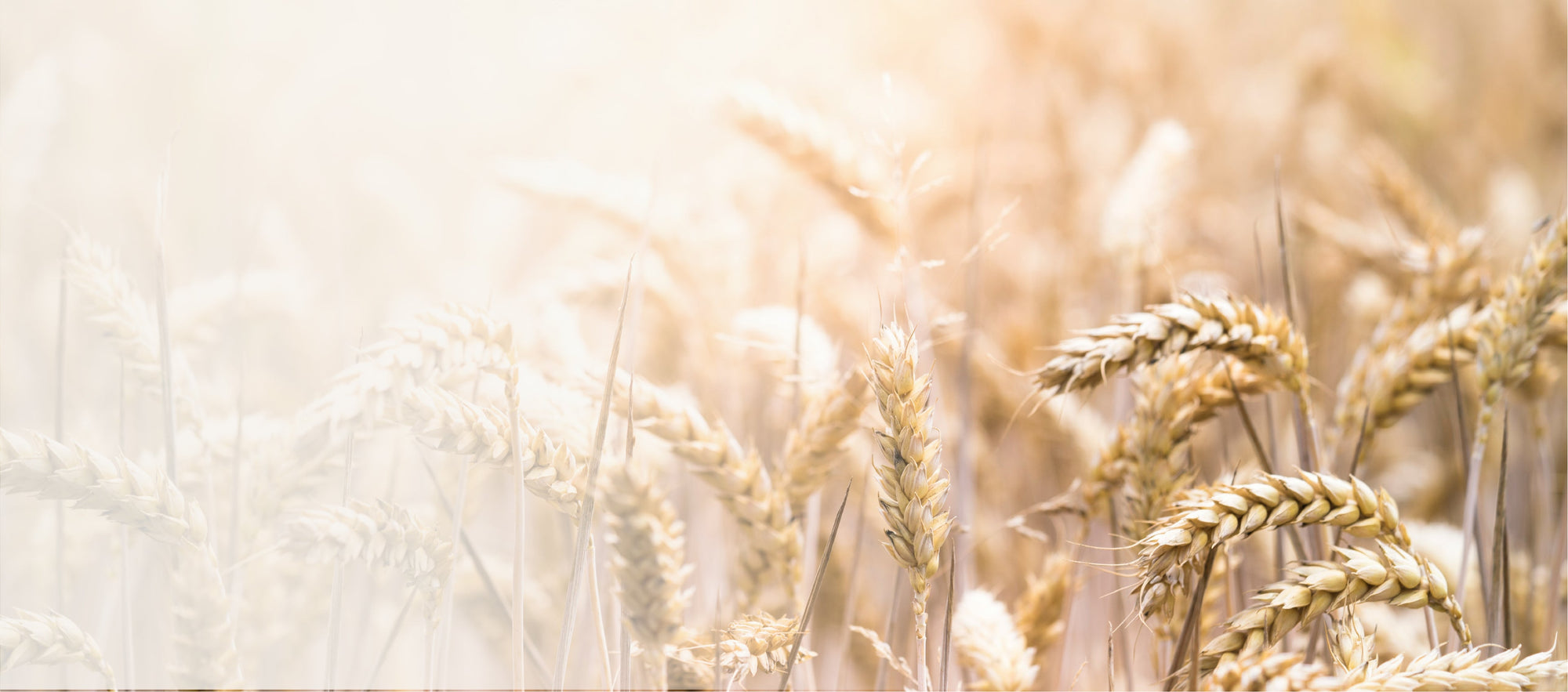 Betriebsferien bis zum 04.01.2026